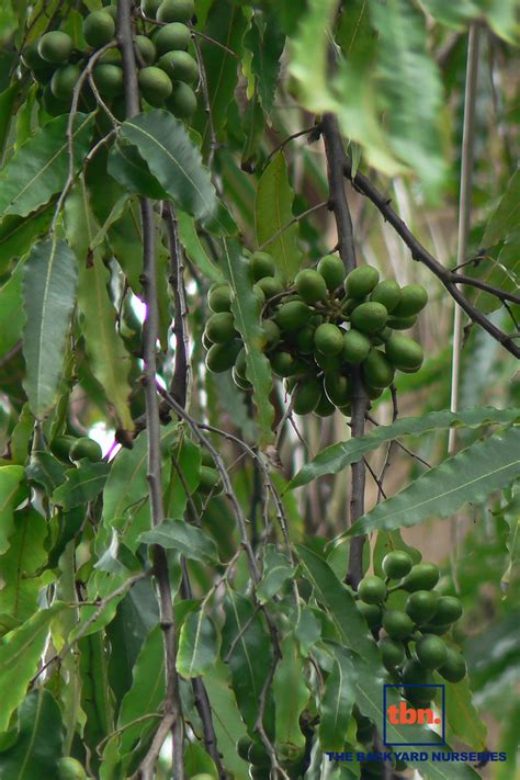 POLYALTHIA LONGIFOLIA THE BACKYARD NURSERIES