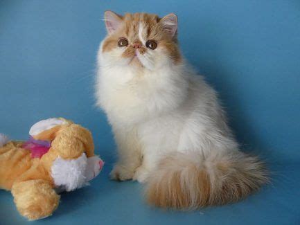 Persian Cats For Sale Houston TX 326215 Petzlover