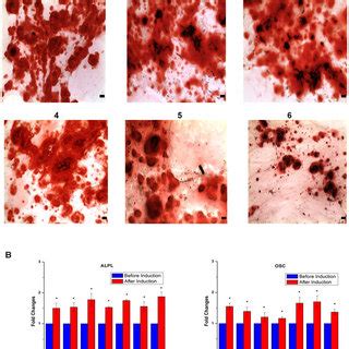 Effect Of Cryopreservation On ASCs Viability And Proliferation A