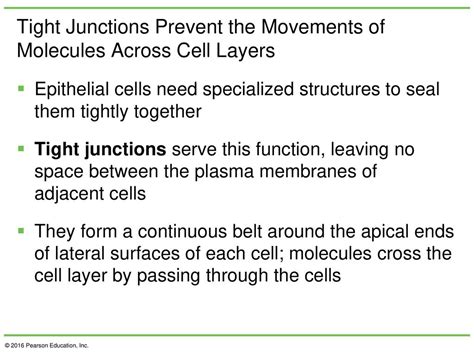 Chapter 15 Beyond The Cell Cell Adhesions Cell Junctions And