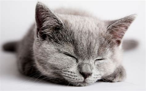 12 Adorable Sleeping Baby Animals To Help Boost Your Productivity