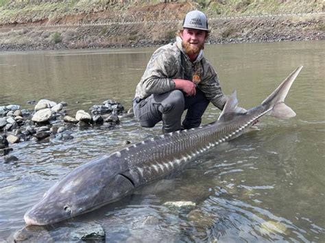 Sturgeon Bass Fishing Hells Canyon Hell Bound Sport Fishing