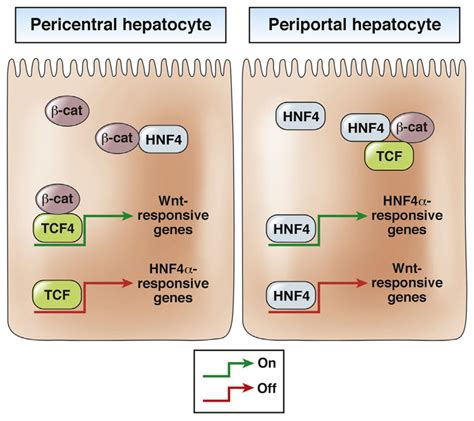 Interactions Among β Catenin Hnf4α And Tcf4 In Periportal And Download Scientific Diagram