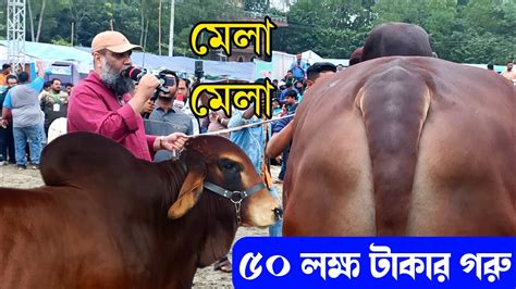 ৫০ লক্ষ টাকা ব্রাহামা গরু উত্তরবঙ্গ গরু মেলা নিলামে দাম হচ্ছে