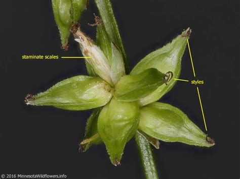 Carex Rosea Rosy Sedge Minnesota Wildflowers