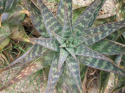 Tipos De Aloe Para Decorar Tu Patio O Terraza