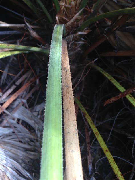 Saw Palmetto Spc Florida Plants Inaturalist