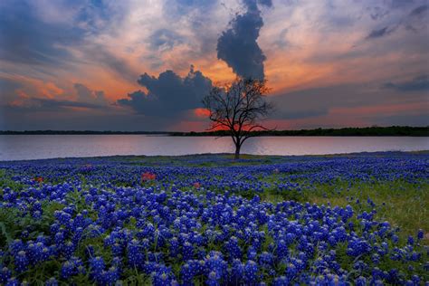 Texas Bluebonnets Fields Wallpaper