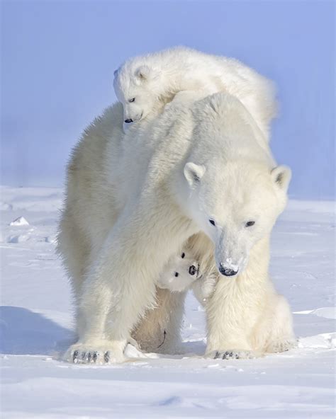 Polar Bear Photo Sparks Social Media Engagement Nanpa