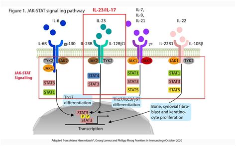 Auto Immune Arthropathy Understanding The Il 23il 17 Pathway Gp Voice