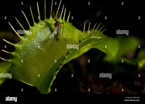 Especies De Venus Atrapamoscas Fotograf As E Im Genes De Alta