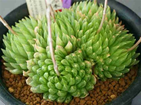 Haworthia Cooperi Var Picturata 2024