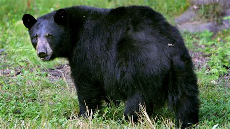 Murphy Oks Restart Of Bear Hunt In Nj Nj Spotlight News