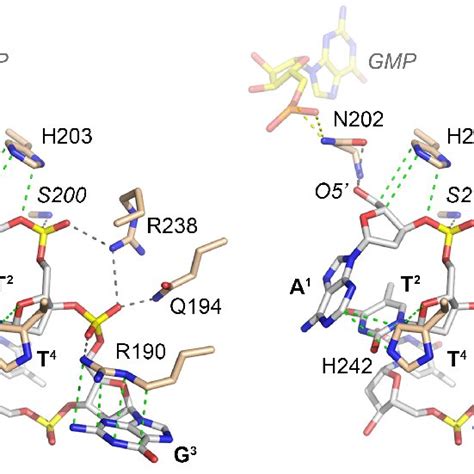 Structure Of Rtcb In Complex With Oh Oligonucleotide A Stereo