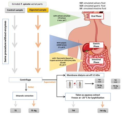 Antioxidants Free Full Text Influence Of Simulated In Vitro