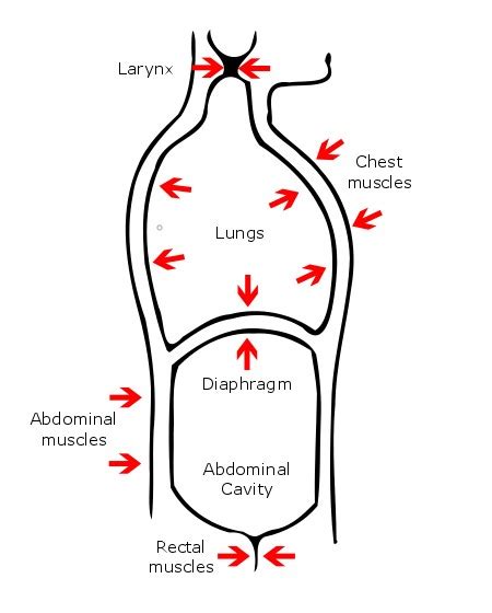 Svt Adenosine And Postural Modification To The Valsalva 43 Off