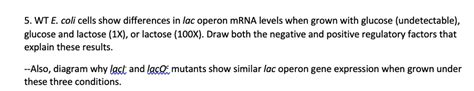 SOLVED 5 WT E Coli Cells Show Differences In Lac Operon MRNA Levels