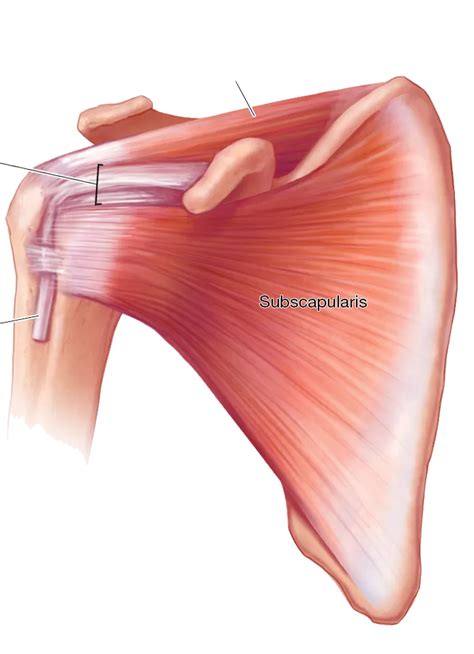 Rotator Cuff Tendonitis Motus Physical Therapy