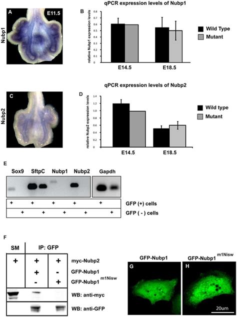 Localization Expression And Interaction Of Nubp A E Nubp And Its