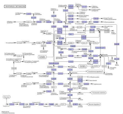 KEGG PATHWAY Tryptophan Metabolism