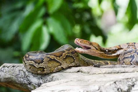 The Florida Corn Snake: 11 Interesting Facts - Embora Pets