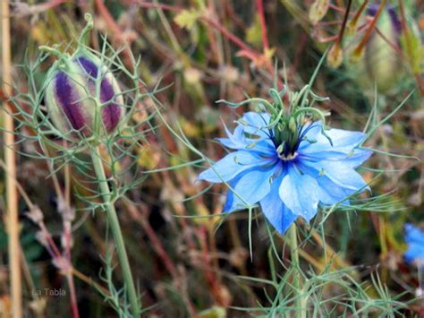 Nigella Damascena Amor En La Niebla EL BLOG DE LA TABLA