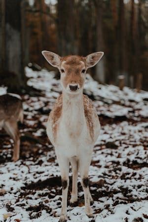 Deer In Snow Photos, Download The BEST Free Deer In Snow Stock Photos ...