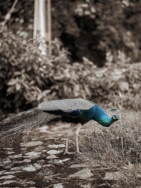 Peacock in the park 15932694 Stock Photo at Vecteezy