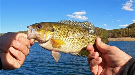 Pb Rock Bass And Fun Fall Fishing 3 Species In First 4 Cast