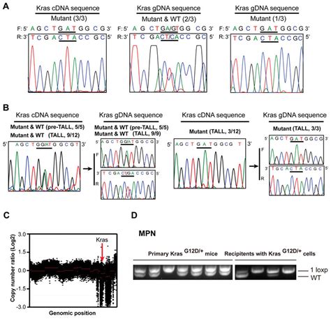 Expression Of Wild Type Kras Is Undetectable In A Fraction Of Oncogenic