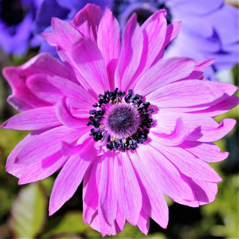 Pink Anemone Flower