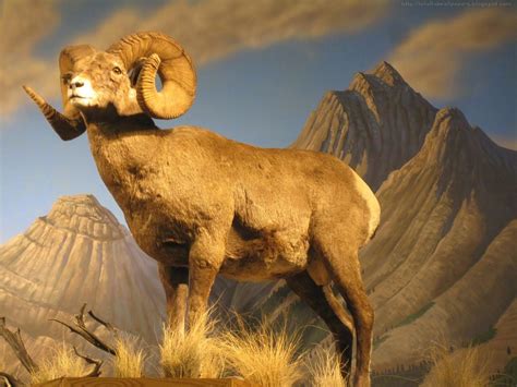 Bighorn Sheep Wallpapers Top Free Bighorn Sheep Backgrounds