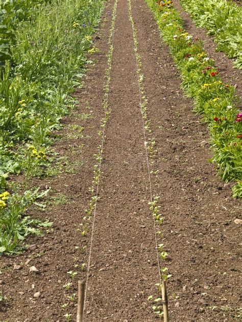 Vegetable Seedlings Stock Photo Image Of Gardening 115654540