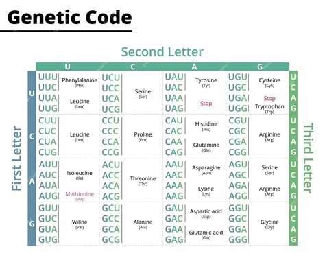 Premium Vector Chart Of Genetic Code Rna Codons To Protein Synthesis