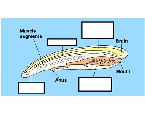 Chordate characteristics Quiz