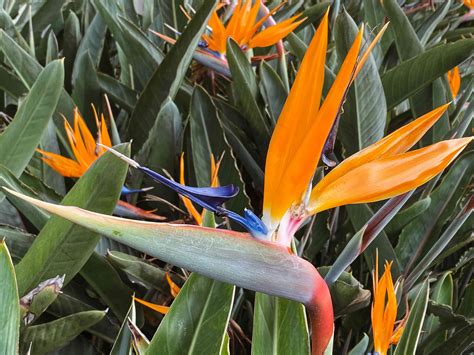 Details Imagen Strelitzia Planta Abzlocal Mx