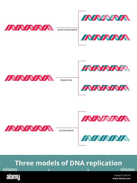 Three models of DNA replication. Visualized models of DNA replication ...