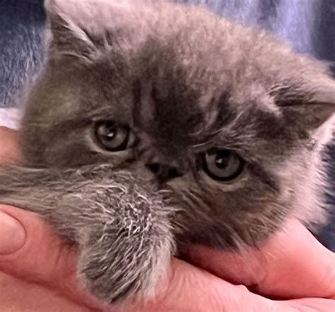 Exotic Shorthair Cats Von Becher Exotics Show Cats