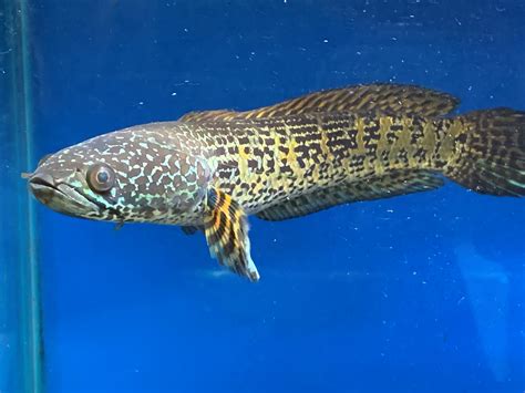 Golden Cobra Snakehead Channa Aurantimaculata