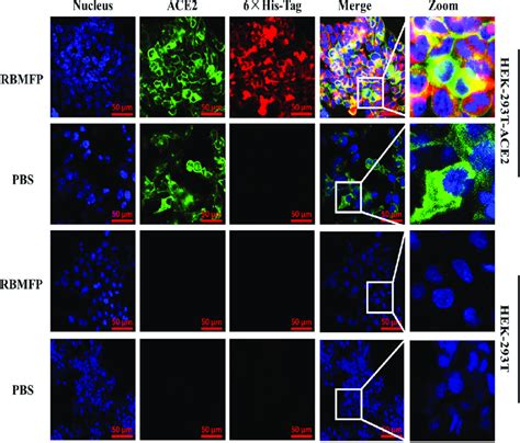 Cellular Immunofluorescence Assay Of Rbmfp Specifically Binding To Ace2