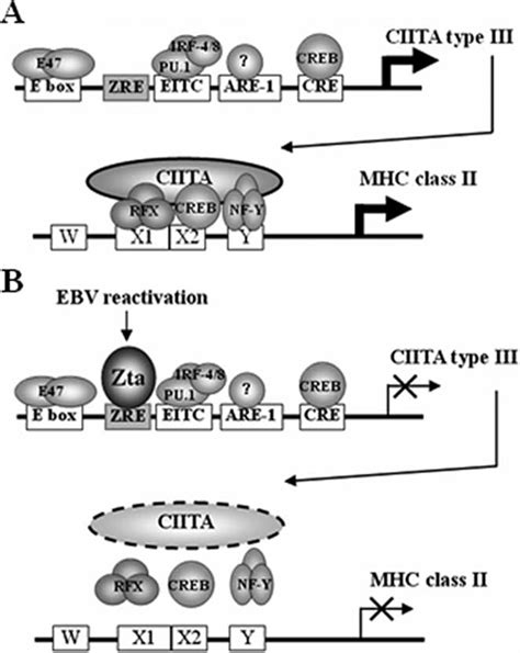 Zta Down Regulates Mhc Class Ii Expression Through Inhibition Of Ciita