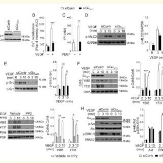 Ga Q 11 Is Required For VEGF Induced Permeability Proliferation And