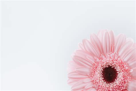 917 Flower Background Minimalist Images MyWeb