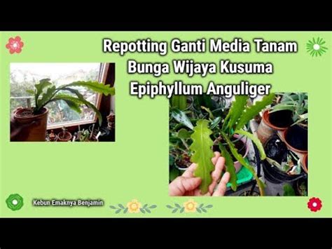 Repotting Ganti Media Tanam Bunga Wijaya Kusuma Epiphyllum Anguliger