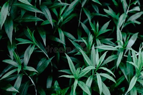 Hojas De Plantas Verdes Y Limpias De Buena Calidad Y Texturales Imagen