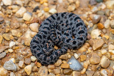 Pygmy Rattlesnake Reptiles And Amphibians Of Mississippi