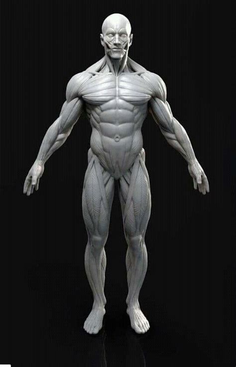 Pin By Cynthia Diaz On Reference Drawings Human Anatomy Art Anatomy