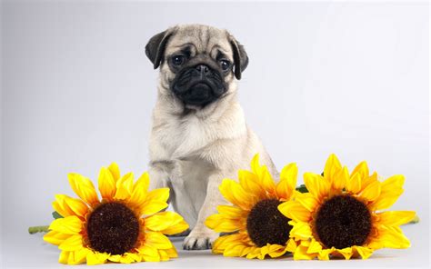 Pug Puppy Wallpaper (66+ images)