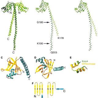 Structure Of An Xrcc Dimer A A Ribbon Diagram Of The Xrcc Dimer