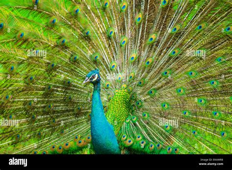 Indian Peafowl Tree Hi Res Stock Photography And Images Alamy